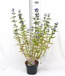 Caryopteris cland. 'Heavenly Blue' 30-40 cm cont. 3,0L - afbeelding 7