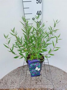 Caryopteris cland. 'Heavenly Blue' 30-40 cm cont. 3,0L - afbeelding 4