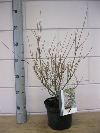 Caryopteris cland. 'Heavenly Blue' 30-40 cm cont. 3,0L - afbeelding 5
