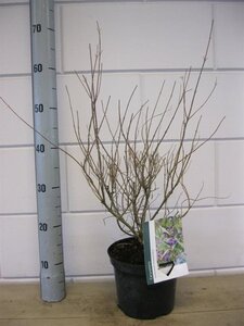 Caryopteris cland. 'Heavenly Blue' 30-40 cm cont. 3,0L - afbeelding 5