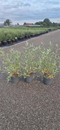 Caryopteris cland. 'Heavenly Blue' 40-50 cm cont. 3,0L - afbeelding 1