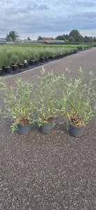 Caryopteris cland. 'Heavenly Blue' 40-50 cm cont. 3,0L