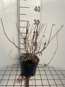 Caryopteris cland. 'Heavenly Blue' geen maat specificatie cont. 2,0L - afbeelding 4