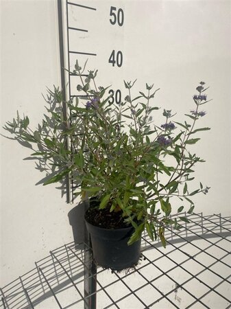 Caryopteris cland. 'Heavenly Blue' geen maat specificatie cont. 2,0L - afbeelding 4