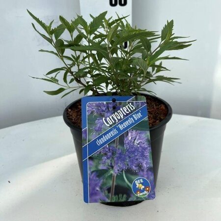 Caryopteris cland. 'Heavenly Blue' geen maat specificatie cont. 2,0L - image 1