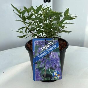Caryopteris cland. 'Heavenly Blue' geen maat specificatie cont. 2,0L