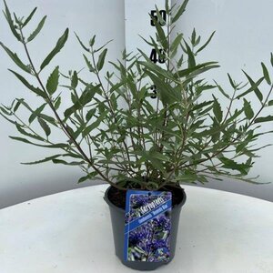 Caryopteris cland. 'Heavenly Blue' geen maat specificatie cont. 2,0L - image 2