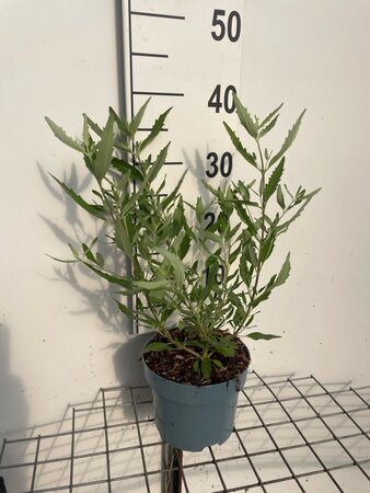 Caryopteris cland. 'Heavenly Blue' geen maat specificatie cont. 2,0L - image 1