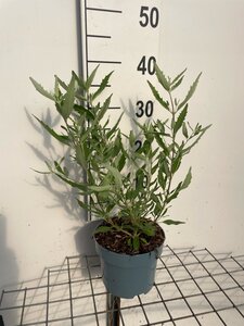 Caryopteris cland. 'Heavenly Blue' geen maat specificatie cont. 2,0L