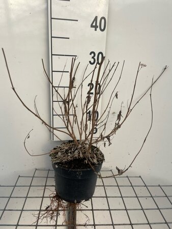 Caryopteris cland. 'Heavenly Blue' geen maat specificatie cont. 2,0L - image 4