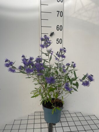 Caryopteris cland. 'Heavenly Blue' geen maat specificatie cont. 2,0L - image 2