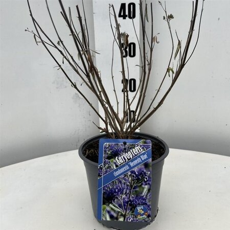 Caryopteris cland. 'Heavenly Blue' geen maat specificatie cont. 2,0L - image 3