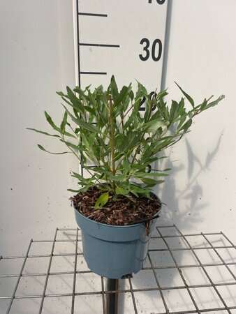 Caryopteris cland. 'Heavenly Blue' geen maat specificatie cont. 2,0L - image 2