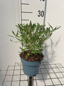 Caryopteris cland. 'Heavenly Blue' geen maat specificatie cont. 2,0L - image 2