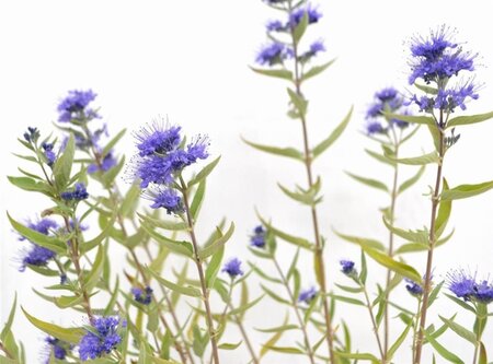 Caryopteris cland. 'Kew Blue' 30-40 cm cont. 3,0L - afbeelding 3
