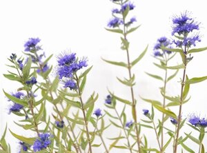 Caryopteris cland. 'Kew Blue' 30-40 cm cont. 3,0L - afbeelding 3