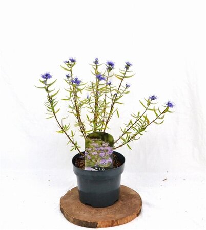 Caryopteris cland. 'Kew Blue' 30-40 cm cont. 3,0L - afbeelding 4