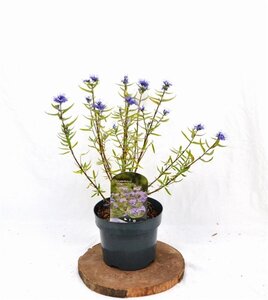 Caryopteris cland. 'Kew Blue' 30-40 cm cont. 3,0L - afbeelding 4