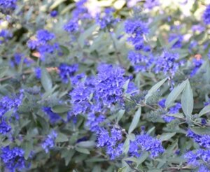 Caryopteris cland. 'Kew Blue' 30-40 cm cont. 3,0L