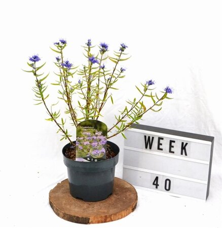 Caryopteris cland. 'Kew Blue' 30-40 cm cont. 3,0L - afbeelding 5