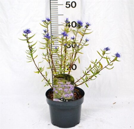 Caryopteris cland. 'Kew Blue' 30-40 cm cont. 3,0L - afbeelding 6