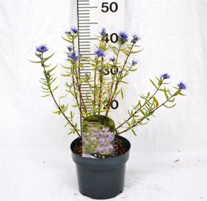 Caryopteris cland. 'Kew Blue' 30-40 cm cont. 3,0L - afbeelding 6