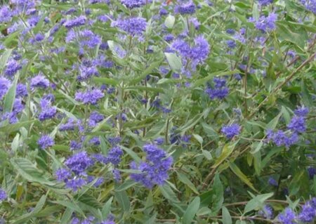 Caryopteris cland. 'Kew Blue' 30-40 cm cont. 3,0L - afbeelding 2