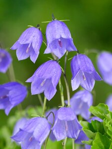 Campanula cochleariifolia geen maat specificatie 0,55L/P9cm