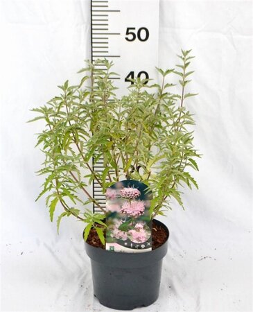 Caryopteris cland. Stephi 30-40 cm cont. 3,0L - afbeelding 1