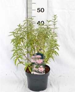 Caryopteris cland. Stephi 30-40 cm cont. 3,0L