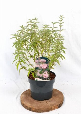 Caryopteris cland. Stephi 30-40 cm cont. 3,0L - afbeelding 2
