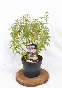 Caryopteris cland. Stephi 30-40 cm cont. 3,0L - afbeelding 2