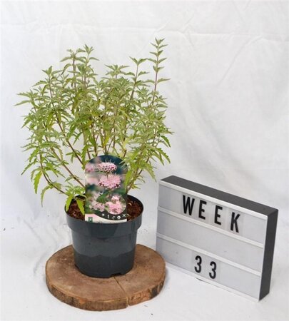 Caryopteris cland. Stephi 30-40 cm cont. 3,0L - afbeelding 3