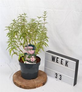 Caryopteris cland. Stephi 30-40 cm cont. 3,0L - afbeelding 3