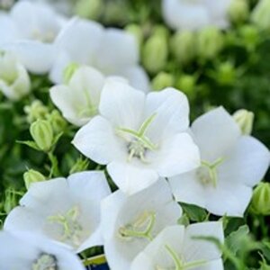 Campanula c. 'Weisse Clips' geen maat specificatie 0,55L/P9cm - afbeelding 5