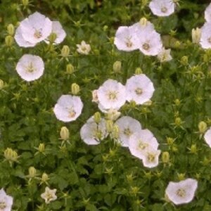 Campanula c. 'Weisse Clips' geen maat specificatie 0,55L/P9cm - afbeelding 6