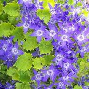 Campanula 'Dickson's Gold' geen maat specificatie 0,55L/P9cm
