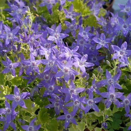 Campanula 'Dickson's Gold' geen maat specificatie 0,55L/P9cm - afbeelding 2