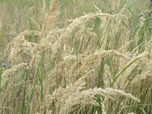 Calamagrostis epigejos geen maat specificatie 0,55L/P9cm - afbeelding 2