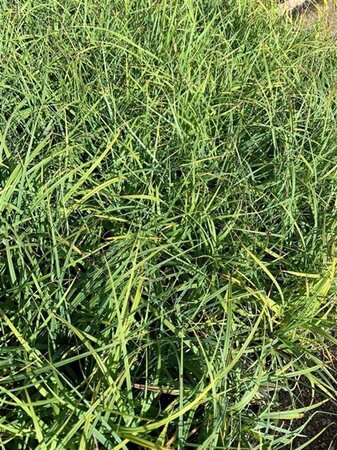 Carex flacca geen maat specificatie 0,55L/P9cm - afbeelding 2