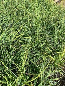 Carex flacca geen maat specificatie 0,55L/P9cm - afbeelding 2