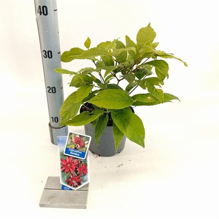 Calycanthus floridus 25-30 cm cont. 2,0L - afbeelding 1
