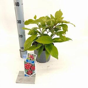 Calycanthus floridus 25-30 cm cont. 2,0L
