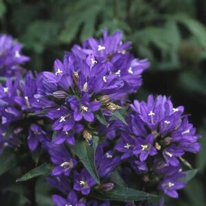 Campanula glom. 'Acaulis' geen maat specificatie 0,55L/P9cm