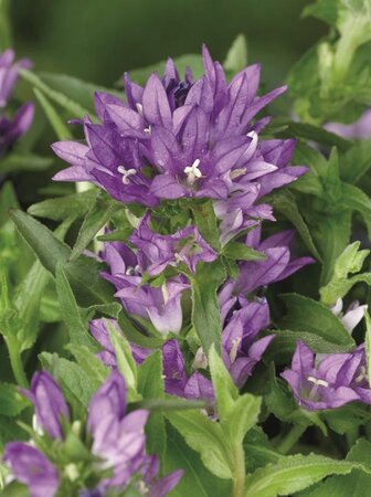 Campanula glom. 'Acaulis' geen maat specificatie 0,55L/P9cm - afbeelding 2