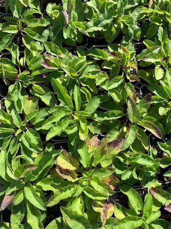 Campanula glom. 'Acaulis' geen maat specificatie 0,55L/P9cm