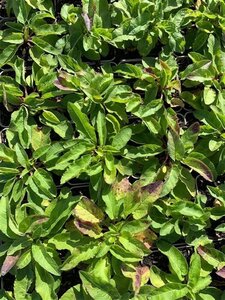 Campanula glom. 'Acaulis' geen maat specificatie 0,55L/P9cm