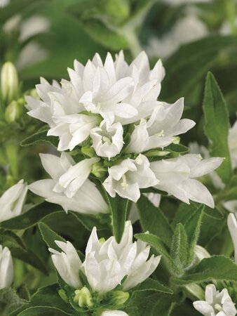 Campanula glom. 'Alba' geen maat specificatie 0,55L/P9cm - afbeelding 4