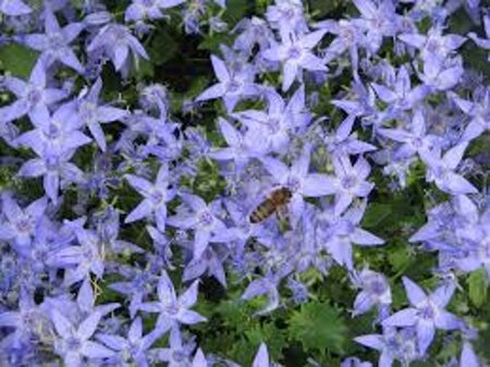 Campanula garganica geen maat specificatie 0,55L/P9cm - afbeelding 2