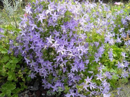 Campanula garganica geen maat specificatie 0,55L/P9cm